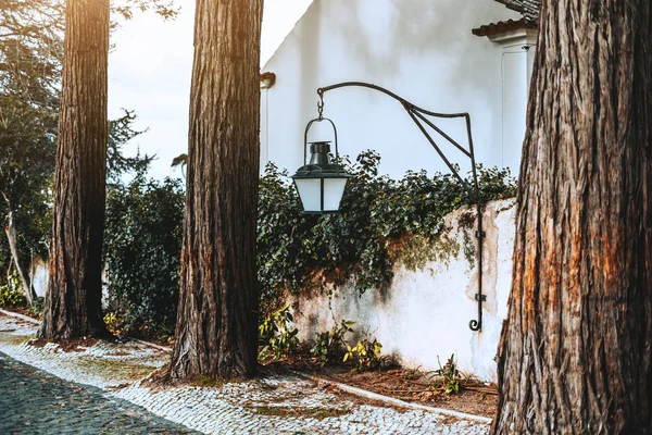 Lantern with a white matte glass inside hanging on the white plaster wall with several massive trunks of some coniferous trees in the foreground bursting through the pavement stone, Sintra, Portugal — Stock Image Lantern White Matte Glass Hanging White Plaster Wall Several Massive Stock Picture