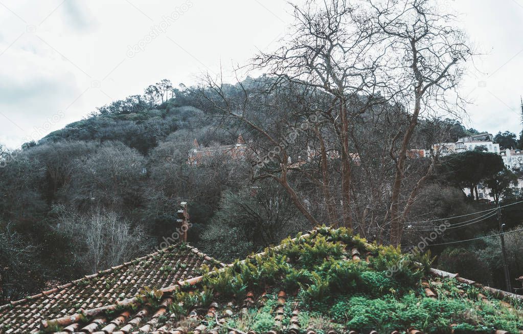 Two antique tiled triangle roofs overgrown with grass, with a Lorraine cross on the far roof, a branchy tree and the hill in the background, overcast winter day in Sintra, Portugal