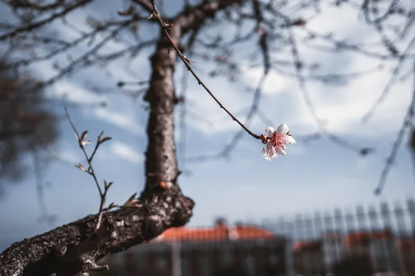 Uma flor na cerejeira, primavera — Fotografia de Stock
