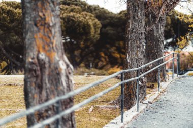 Halka açık bir parkta üç kavak