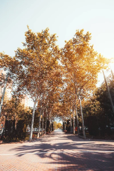 Ruelle d'automne avec de grands arbres, chaussée — Photo