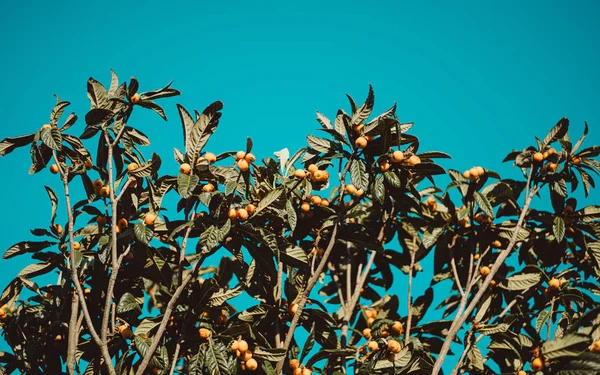 Medlar boom (Mespilus Germanica) — Stockfoto