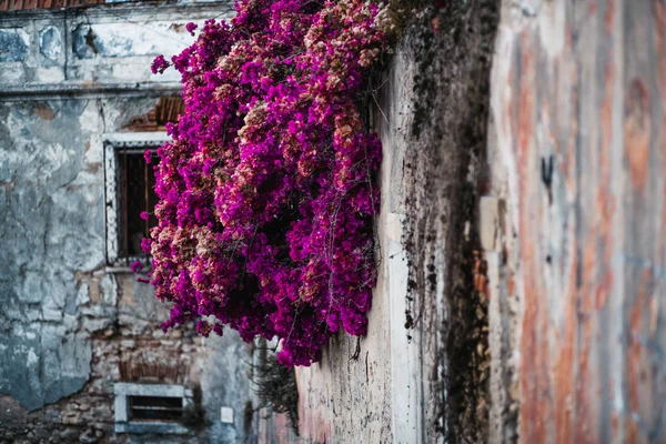 Arbusto de floração roxo em uma parede velha — Fotografia de Stock