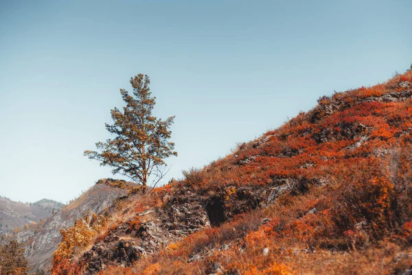 Осінній гірський пейзаж з деревом — стокове фото