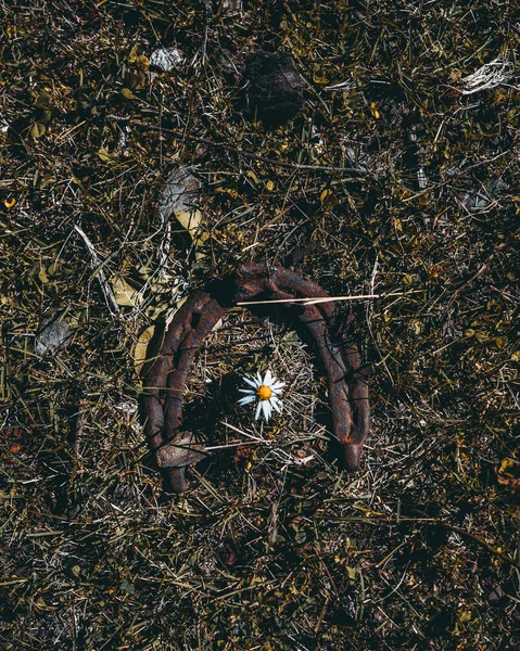 Ein altes rostiges Hufeisen und Kamille — Stockfoto