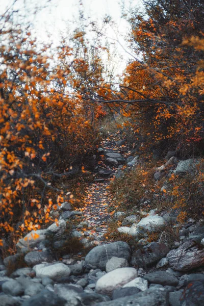 Sendero en bosque de otoño de montaña — Foto de Stock