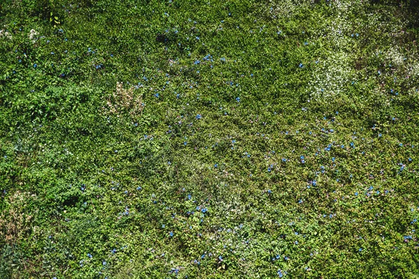 Grüne Lichtung mit Gras, Blumen — Stockfoto