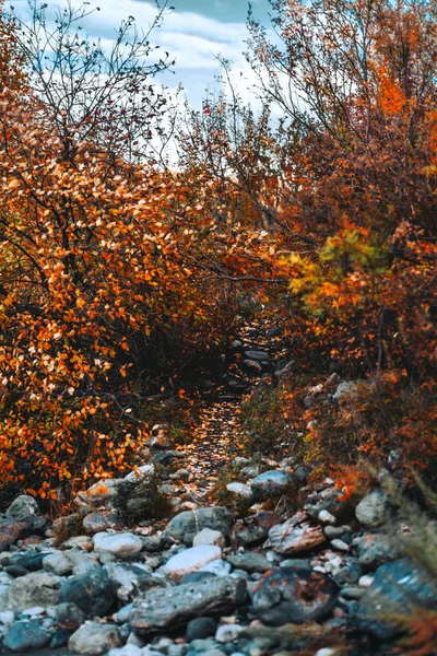 Sentier pédestre dans une forêt d'automne — Photo