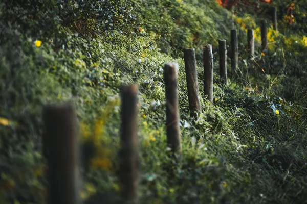 草に囲まれた木製の柱 — ストック写真
