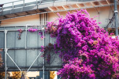 Şehir reklam panosunun yanında mor bir çalı
