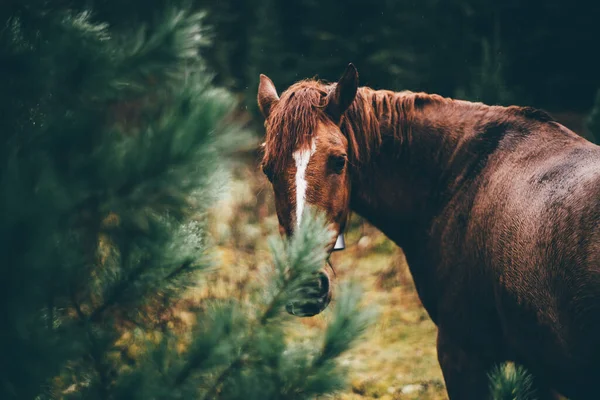 Närbild Maroon Häst Med Ett Selektivt Fokus Vit Rand Pannan — Stockfoto