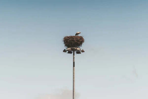 円形の金属ビーム上に複数のランプと構成の中央に背の高い金属柱と小枝や枝で作られた上に鳥の巣と ポールの上に1つの孤独なコウノトリ — ストック写真