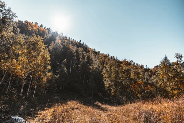 Tepede Sarı Kuru Bir Orman Bulunan Geniş Açılı Sonbahar Manzarası — Stok fotoğraf