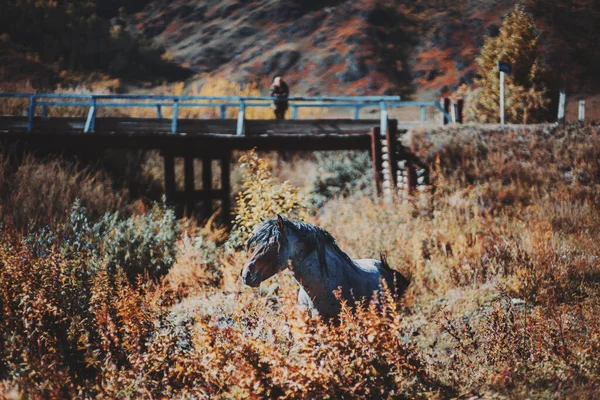 Cenário Montanha Outono Com Cavalo Cercado Por Grama Alta Seca — Fotografia de Stock