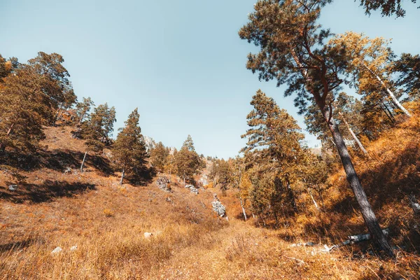 Altai Dağları Nın Parlak Geniş Açılı Manzarası Sarı Kuru Bir — Stok fotoğraf