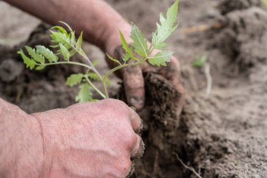 Toprağa fidanlar ekiyorum, yakın durun.