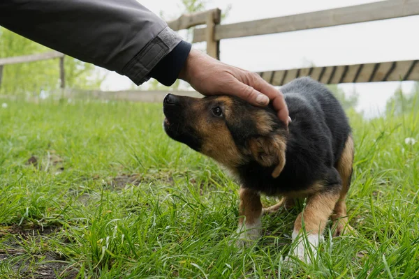 İnsan ve komik köpek, yaklaşın.