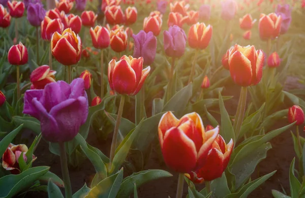 Dużo Fioletowych Czerwonych Tulipanów Słoneczny Dzień — Zdjęcie stockowe