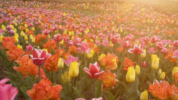 Blomsterfält Vid Solnedgången Massor Tulpaner Solig Dag — Stockfoto