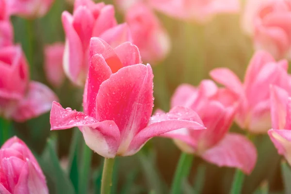 Rosnące Tulipany Piękny Różowy Tulipan Kroplami Rosy Światło Słoneczne — Zdjęcie stockowe