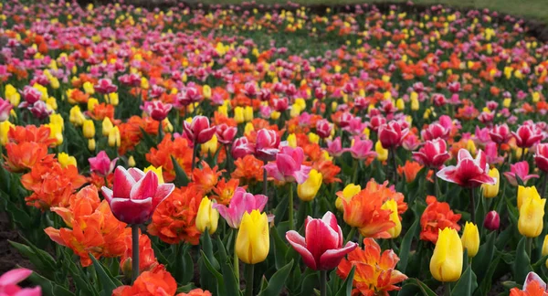 Pole Kolorowych Tulipanów Piękne — Zdjęcie stockowe