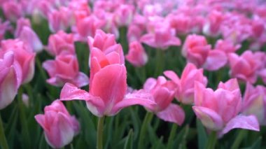 Yaprakların üzerinde su damlaları olan inanılmaz güzel pembe laleler