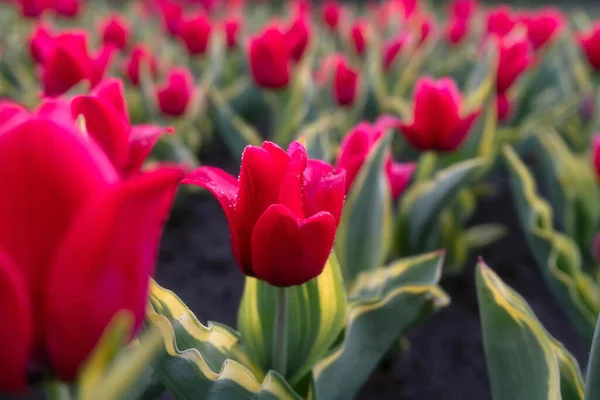 Wielkie Czerwone Tulipany Kroplami Rosy Rano — Zdjęcie stockowe