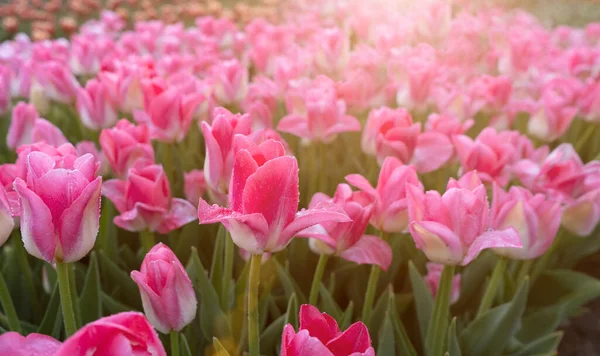 Pole Różowych Tulipanów Słoneczny Dzień Zbliżenie — Zdjęcie stockowe