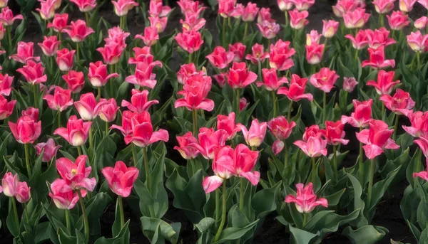 Fält Rosa Tulpaner Solig Dag Morgon — Stockfoto