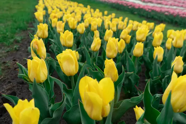Rosnące Tulipany Pole Żółtych Tulipanów Zbliżenie — Zdjęcie stockowe