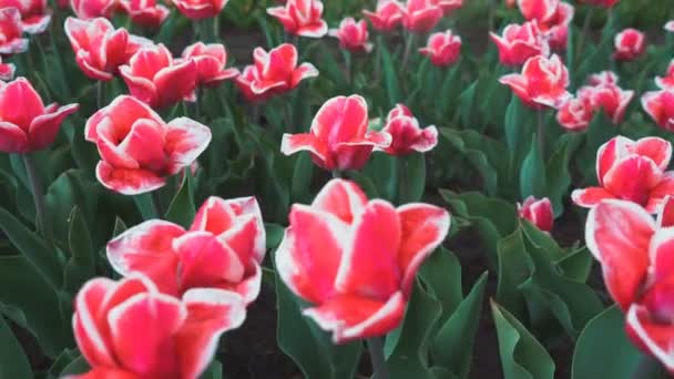 Molti Tulipani Rossi Mattina Fioritura Primavera — Video Stock