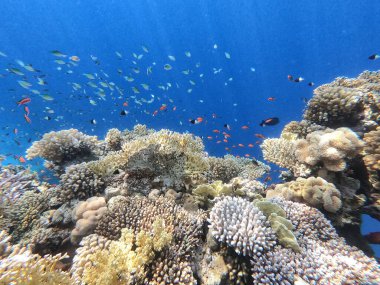 İnanılmaz güzel su altı dünyası, muhteşem manzara.