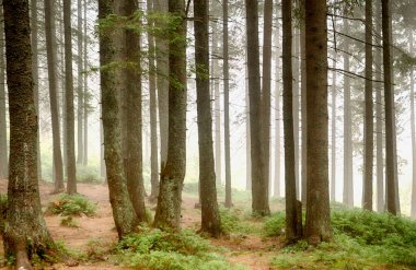 Güzel orman. Sis, sabah, doğa.