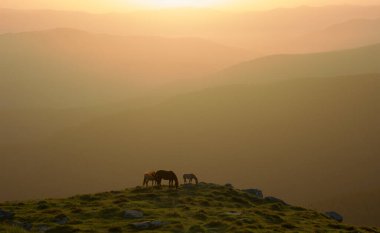 Atlar dağın tepesinde otluyor.