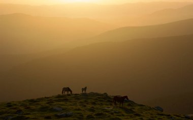 Atlar dağın tepesinde otluyor.