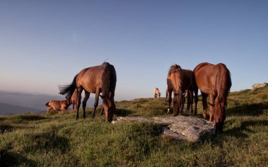 Atlar dağın tepesinde otluyor.
