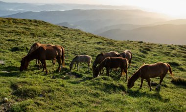 Atlar dağın tepesinde otluyor.