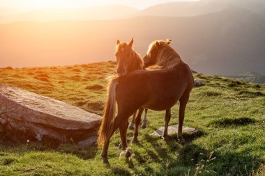 Birbirini seven iki at.