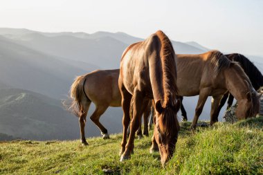 Atlar dağın tepesinde otluyor.