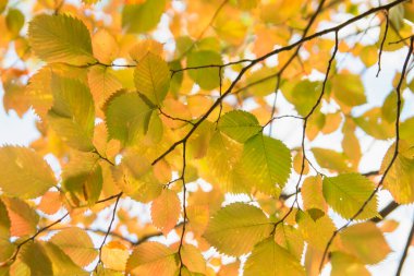 Güzel sarı ve süslü sonbahar arka planı, sonbahar ormanı.