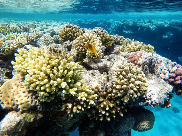 Arrecifes Coral Bajo Agua Agua Azul Agradable — Foto de Stock