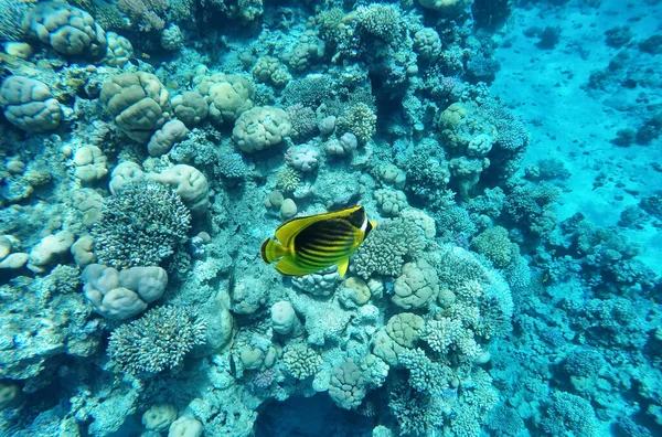 Recifes Coral Debaixo Água Bonito Peixe Amarelo Entre Recifes Coral — Fotografia de Stock