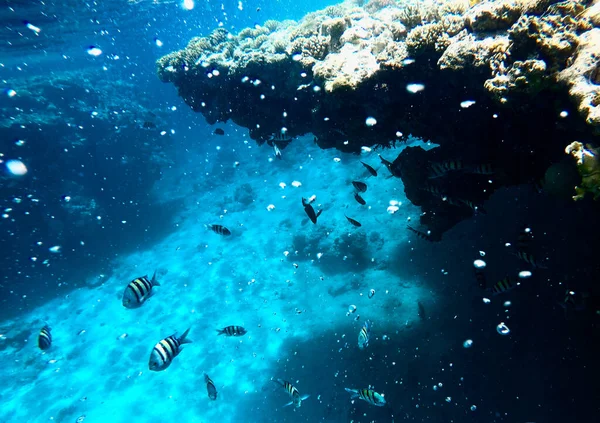 Grande Quantidade Peixes Mar Vermelho Recifes Coral — Fotografia de Stock