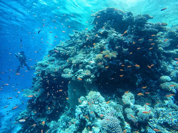 Grande Quantidade Peixes Mar Vermelho Recifes Coral Mergulho — Fotografia de Stock