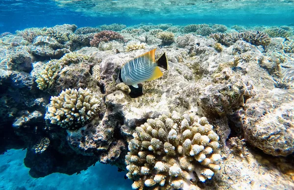 Gyönyörű Halak Úszkálnak Korallzátonyok Között — Stock Fotó