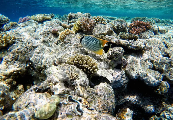 Bonito Arrecife Coral Con Lindo Pez — Foto de Stock