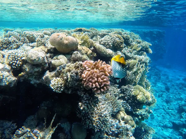 Bonito Arrecife Coral Colores Con Peces Beatutiful — Foto de Stock