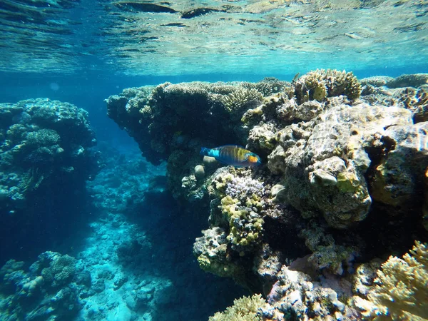 Красивая Цветная Рыба Позади Кораллового Рифа — стоковое фото