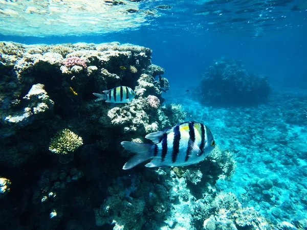 Peixe Agradável Entre Recifes Coral Fotografia Colorida — Fotografia de Stock