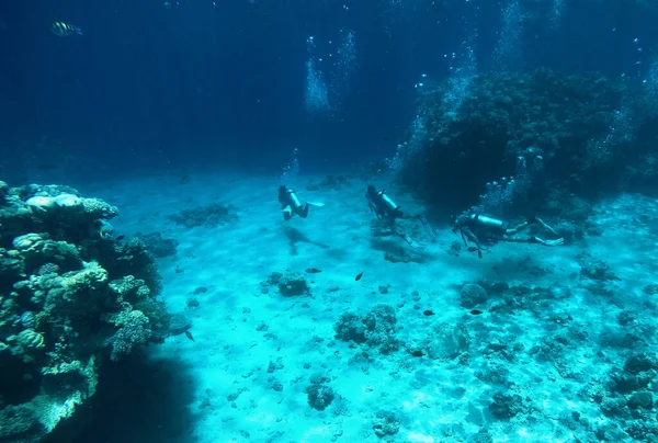 Três Mergulhadores Estão Nadando Entre Recifes Coral — Fotografia de Stock